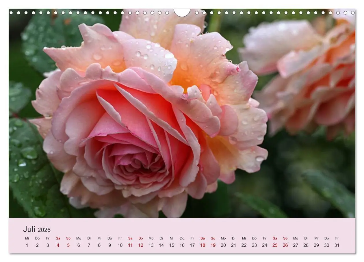 Bild: 9783457908129 | Rosen Reigen im Garten (Wandkalender 2026 DIN A3 quer), CALVENDO...