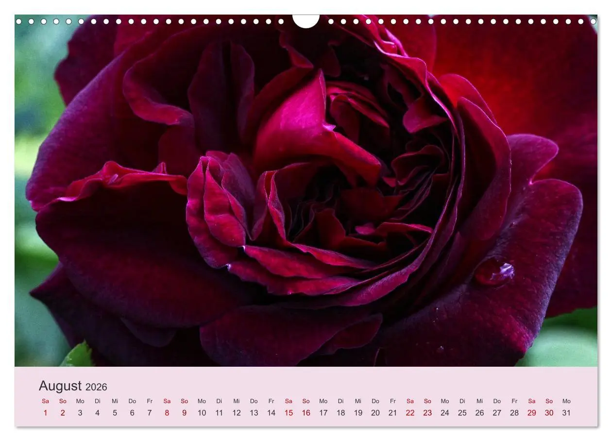 Bild: 9783457908129 | Rosen Reigen im Garten (Wandkalender 2026 DIN A3 quer), CALVENDO...