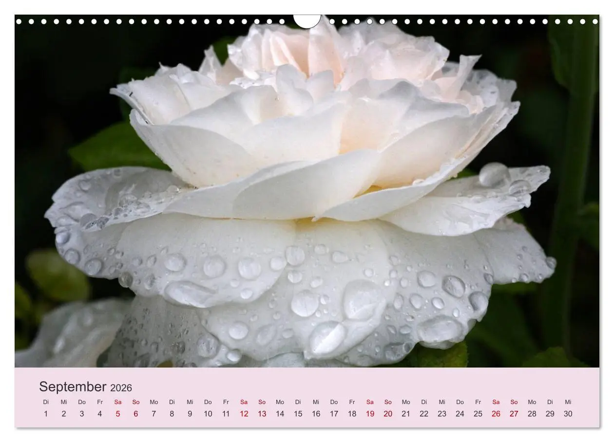 Bild: 9783457908129 | Rosen Reigen im Garten (Wandkalender 2026 DIN A3 quer), CALVENDO...