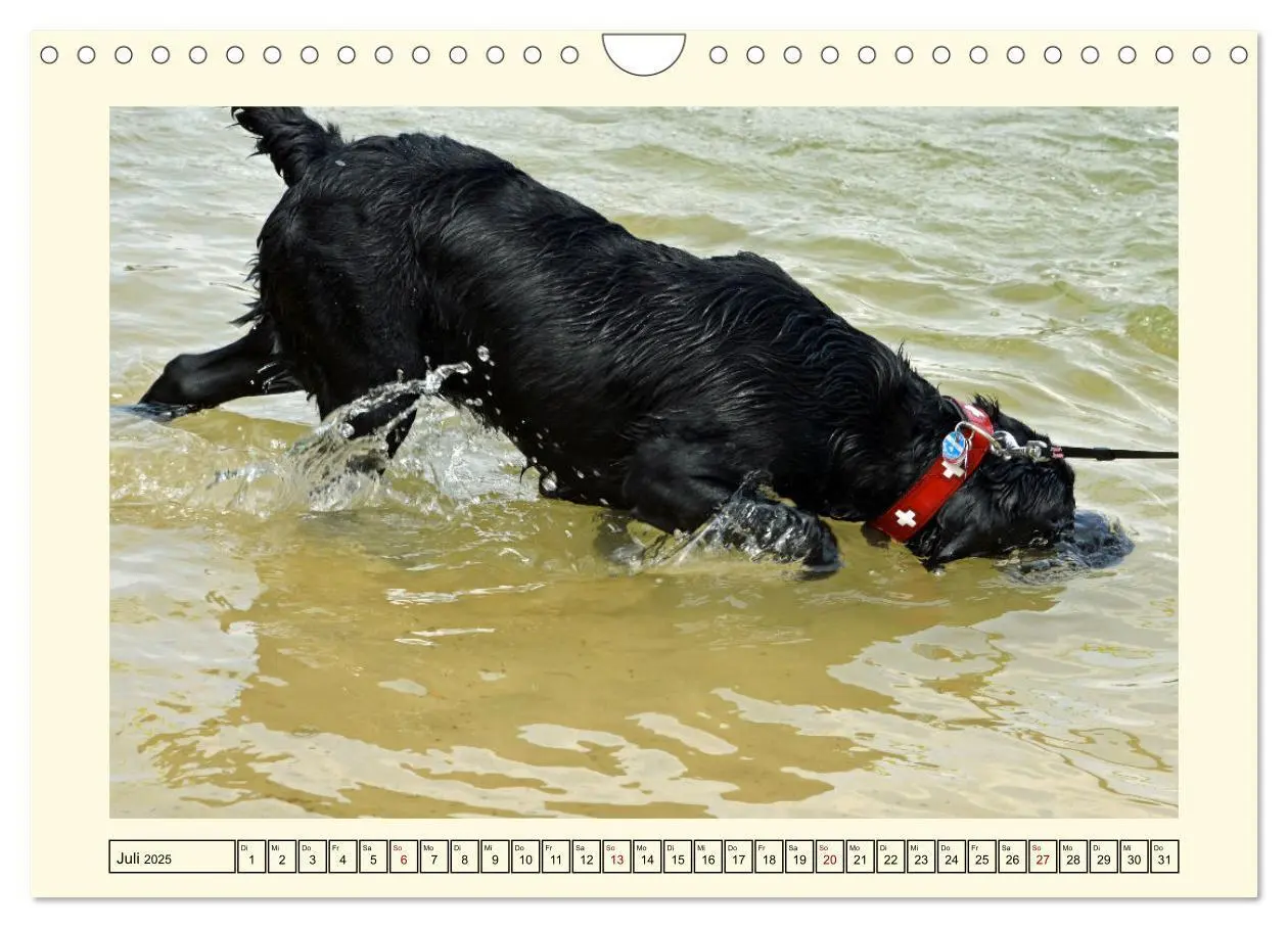 Bild: 9783435048229 | Labradore in Aktion (Wandkalender 2025 DIN A4 quer), CALVENDO...