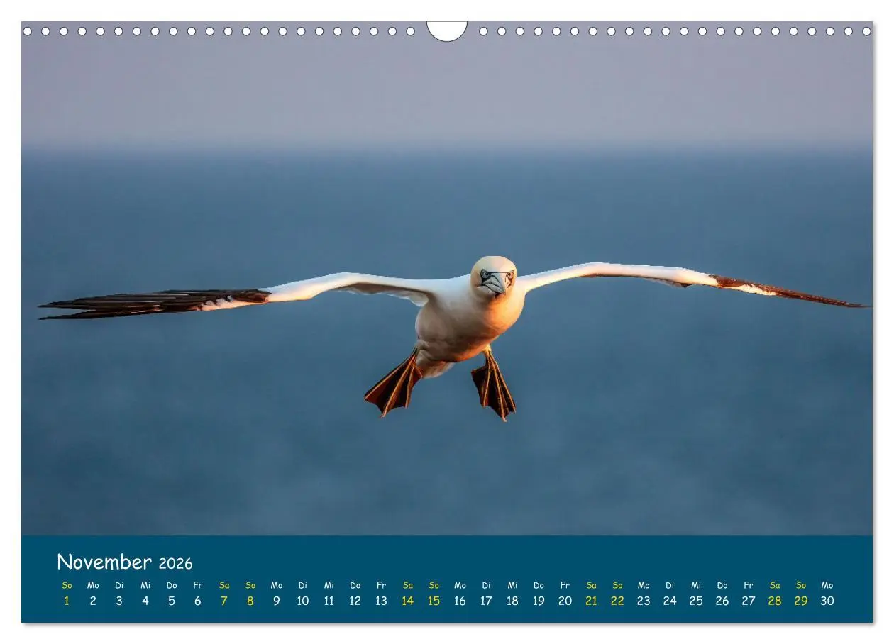 Bild: 9783457998229 | Helgoländer Basstölpel 2026 (Wandkalender 2026 DIN A3 quer),...