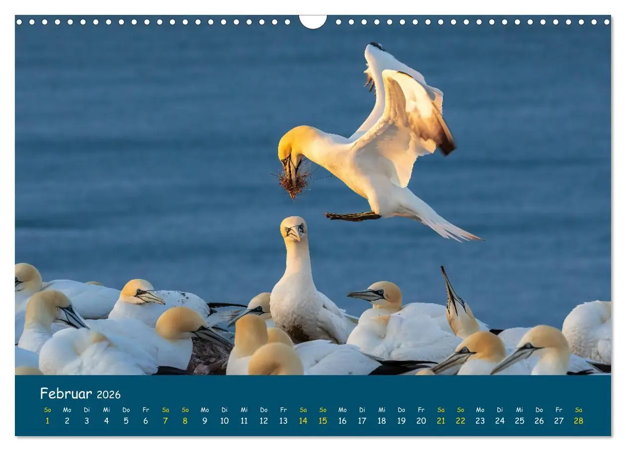 Bild: 9783457998229 | Helgoländer Basstölpel 2026 (Wandkalender 2026 DIN A3 quer),...