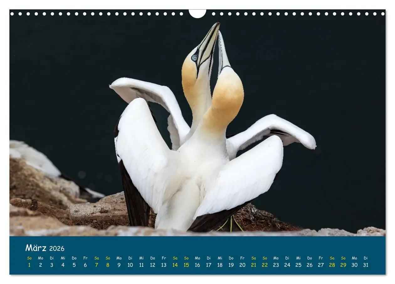 Bild: 9783457998229 | Helgoländer Basstölpel 2026 (Wandkalender 2026 DIN A3 quer),...
