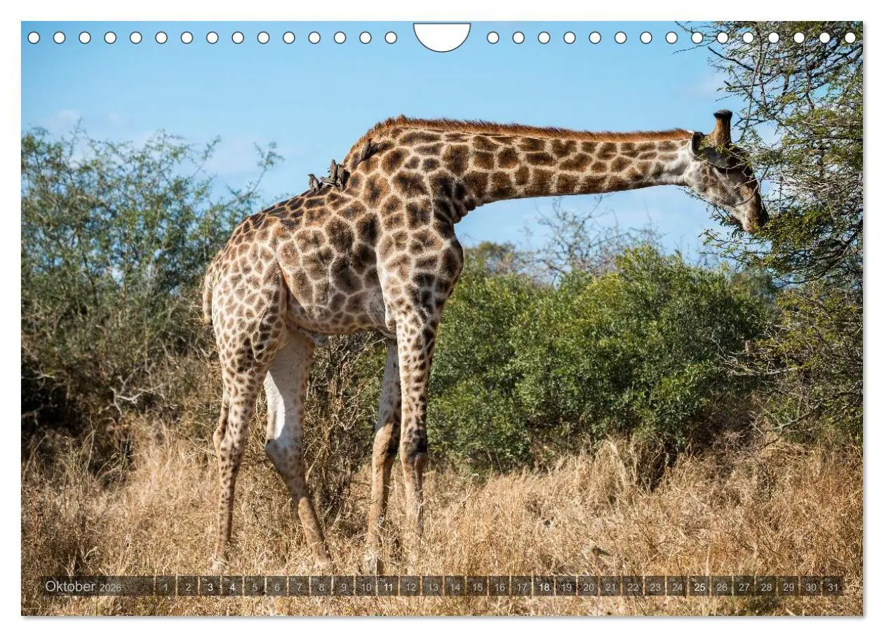 Bild: 9783516088229 | Südafrika - Die Tierwelt (Wandkalender 2026 DIN A4 quer), CALVENDO...