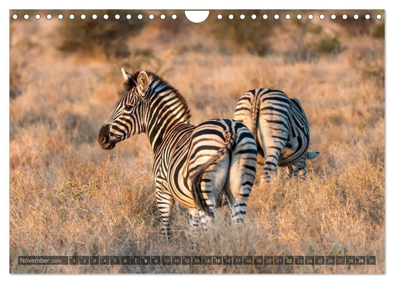 Bild: 9783516088229 | Südafrika - Die Tierwelt (Wandkalender 2026 DIN A4 quer), CALVENDO...