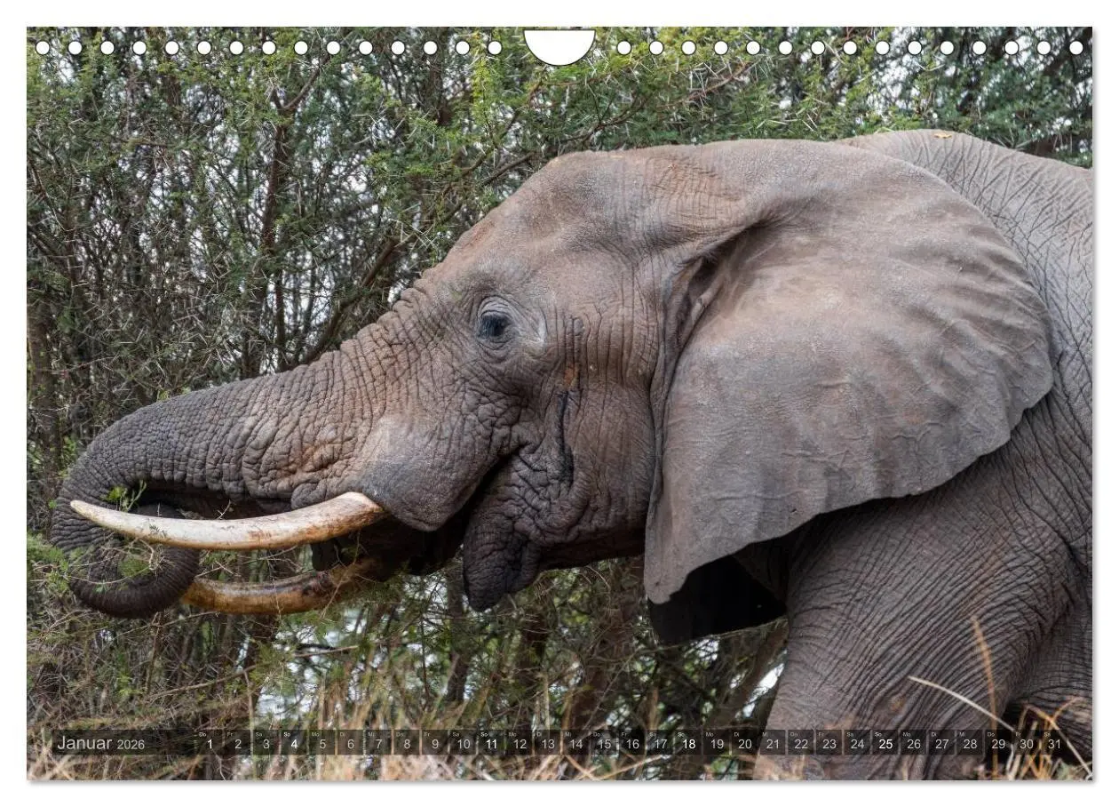 Bild: 9783516088229 | Südafrika - Die Tierwelt (Wandkalender 2026 DIN A4 quer), CALVENDO...
