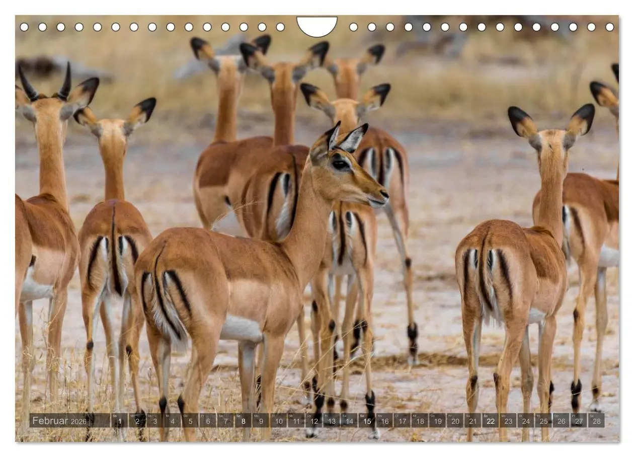 Bild: 9783516088229 | Südafrika - Die Tierwelt (Wandkalender 2026 DIN A4 quer), CALVENDO...