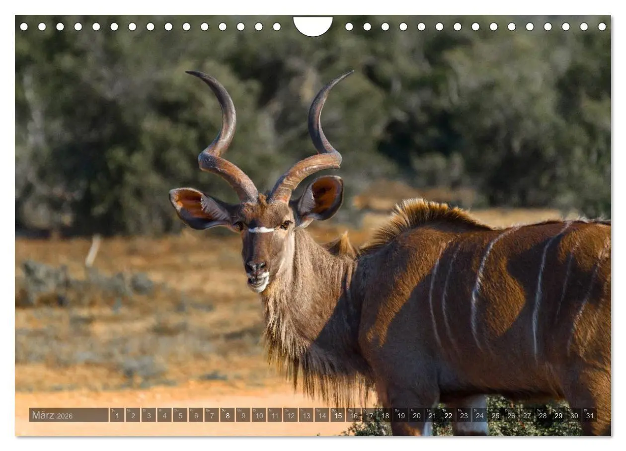 Bild: 9783516088229 | Südafrika - Die Tierwelt (Wandkalender 2026 DIN A4 quer), CALVENDO...