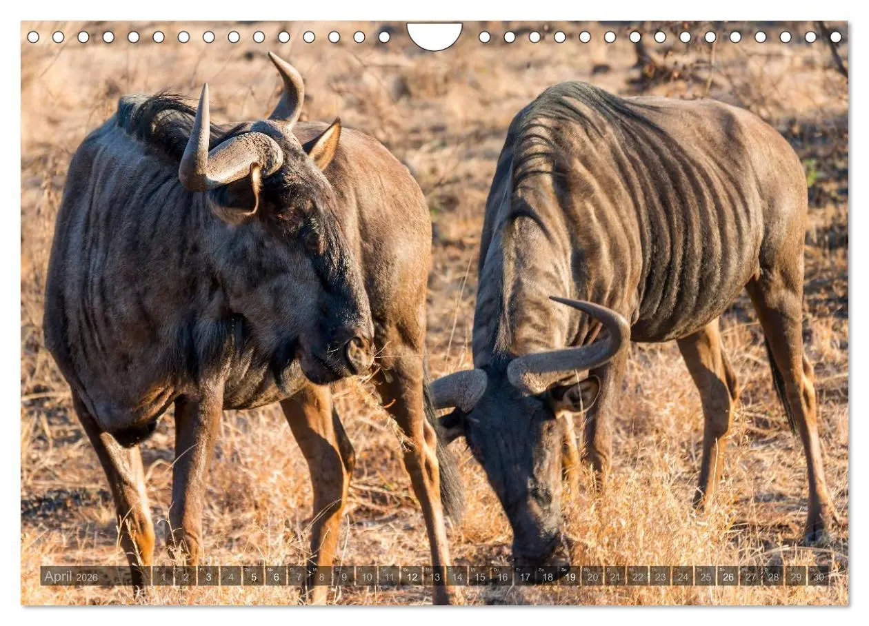 Bild: 9783516088229 | Südafrika - Die Tierwelt (Wandkalender 2026 DIN A4 quer), CALVENDO...
