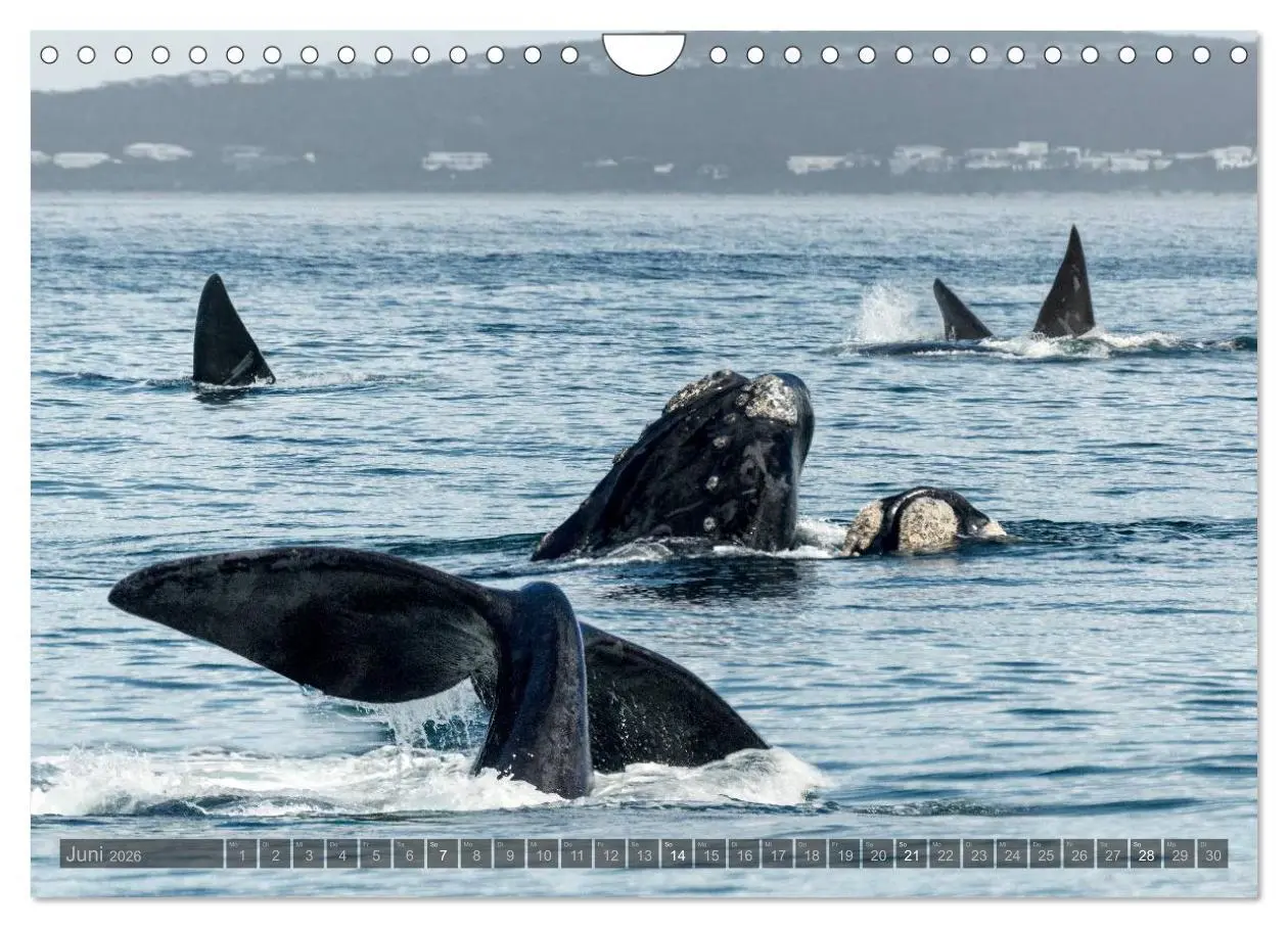 Bild: 9783516088229 | Südafrika - Die Tierwelt (Wandkalender 2026 DIN A4 quer), CALVENDO...