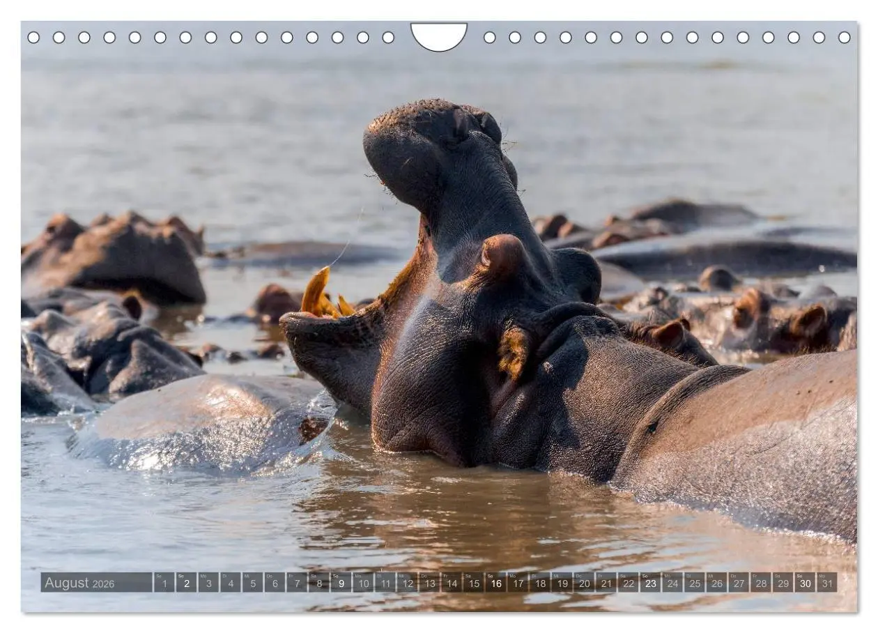 Bild: 9783516088229 | Südafrika - Die Tierwelt (Wandkalender 2026 DIN A4 quer), CALVENDO...