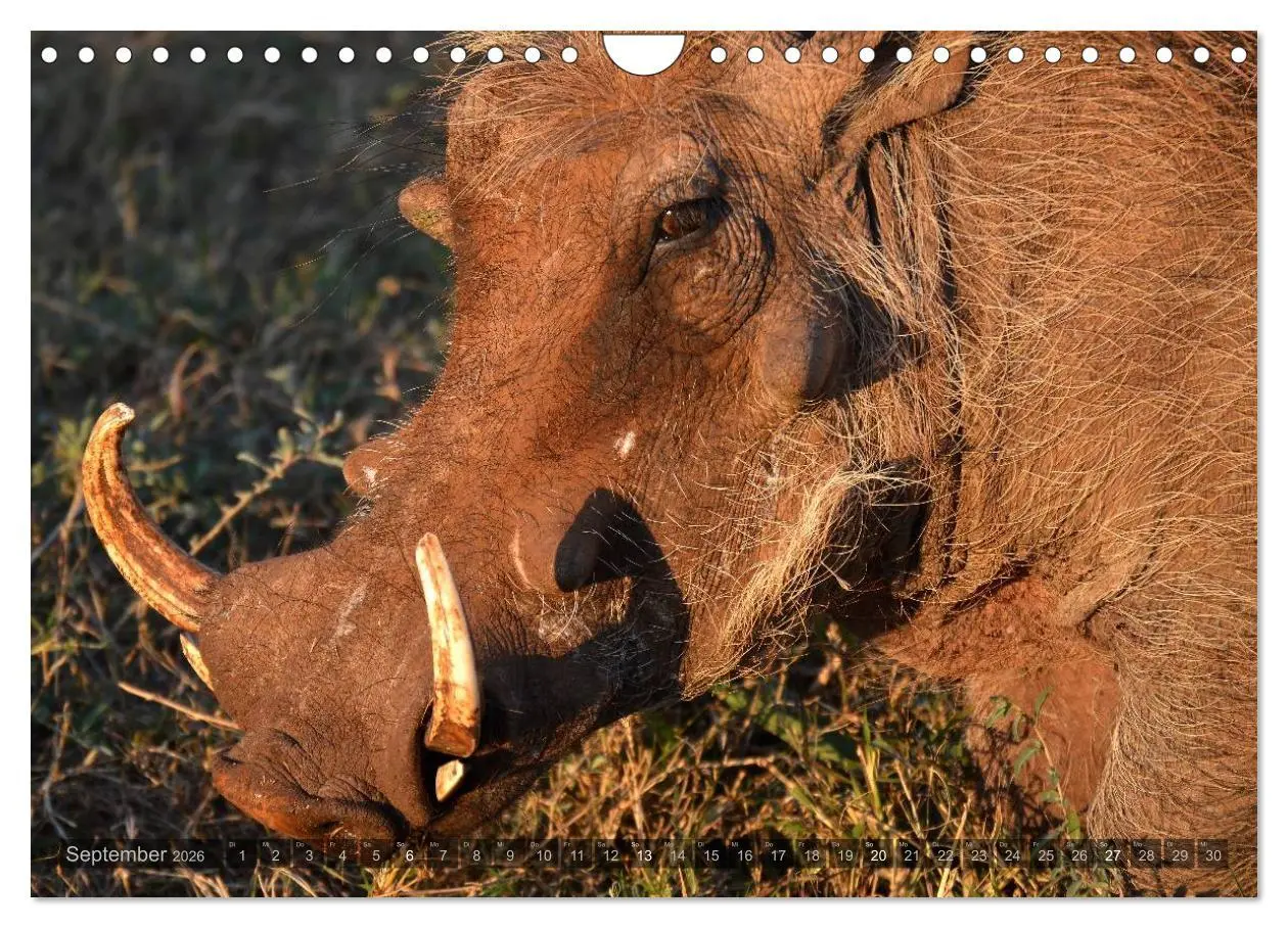 Bild: 9783516088229 | Südafrika - Die Tierwelt (Wandkalender 2026 DIN A4 quer), CALVENDO...