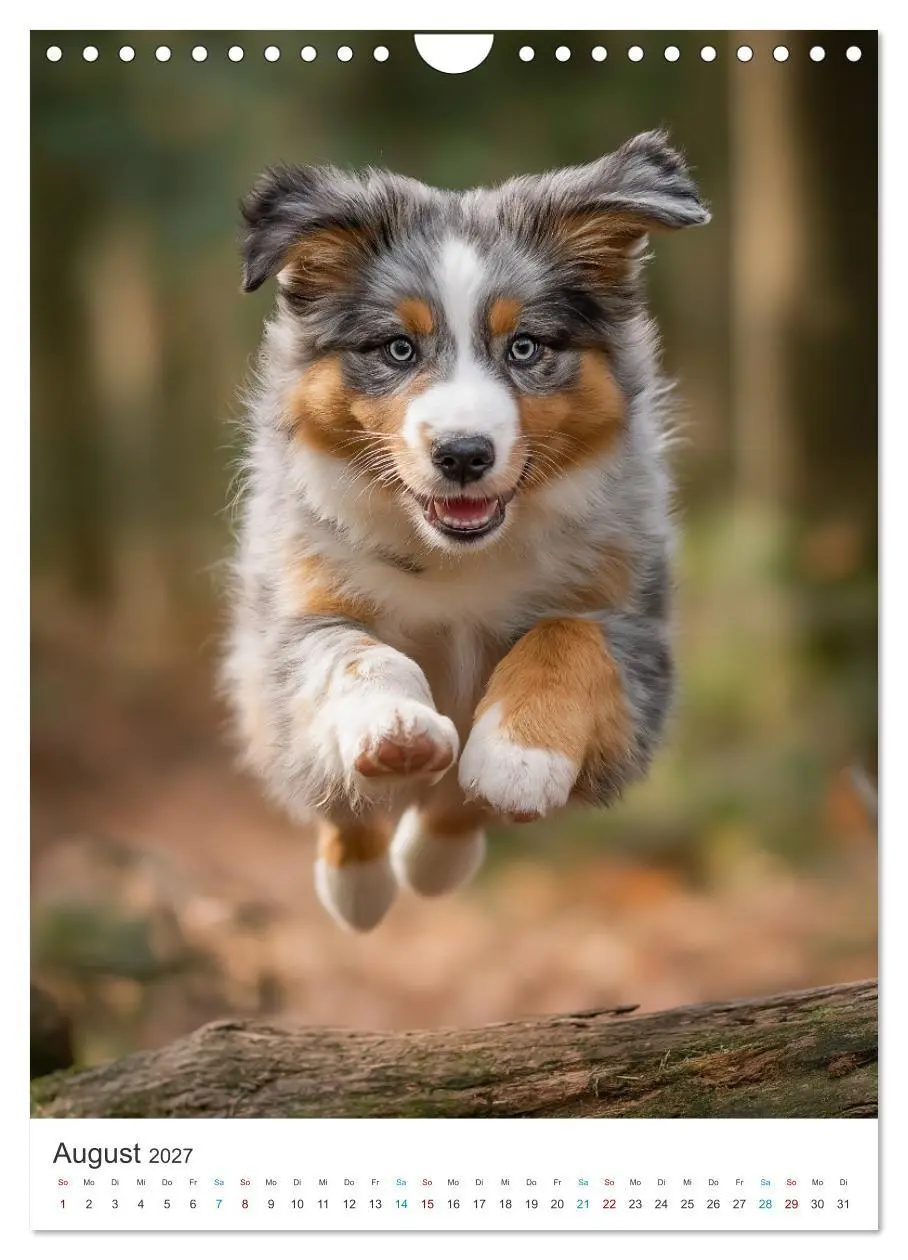 Bild: 9783569628229 | Australian Shepherd (Wandkalender 2027 DIN A4 hoch), CALVENDO...