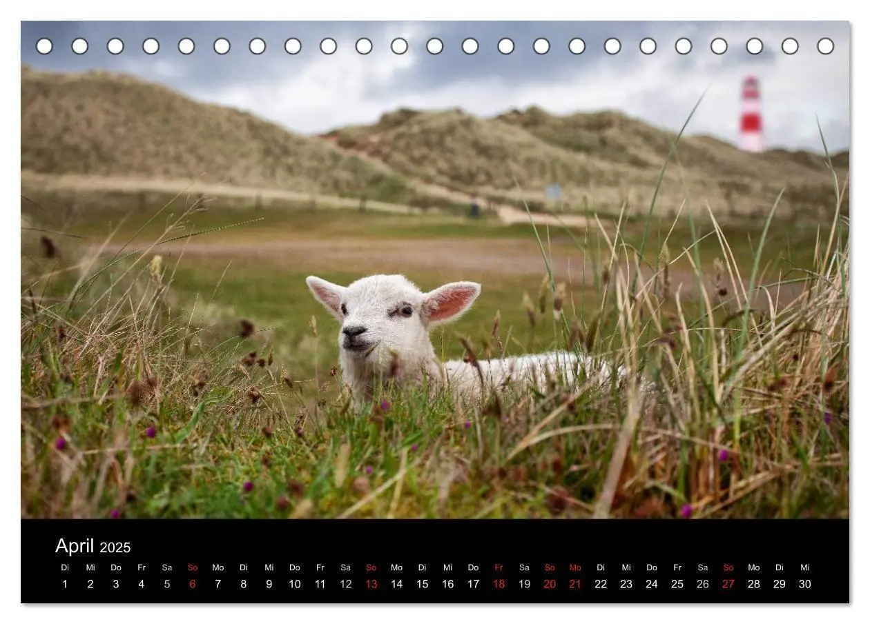 Bild: 9783435658329 | SYLT hinter den Dünen (Tischkalender 2025 DIN A5 quer), CALVENDO...