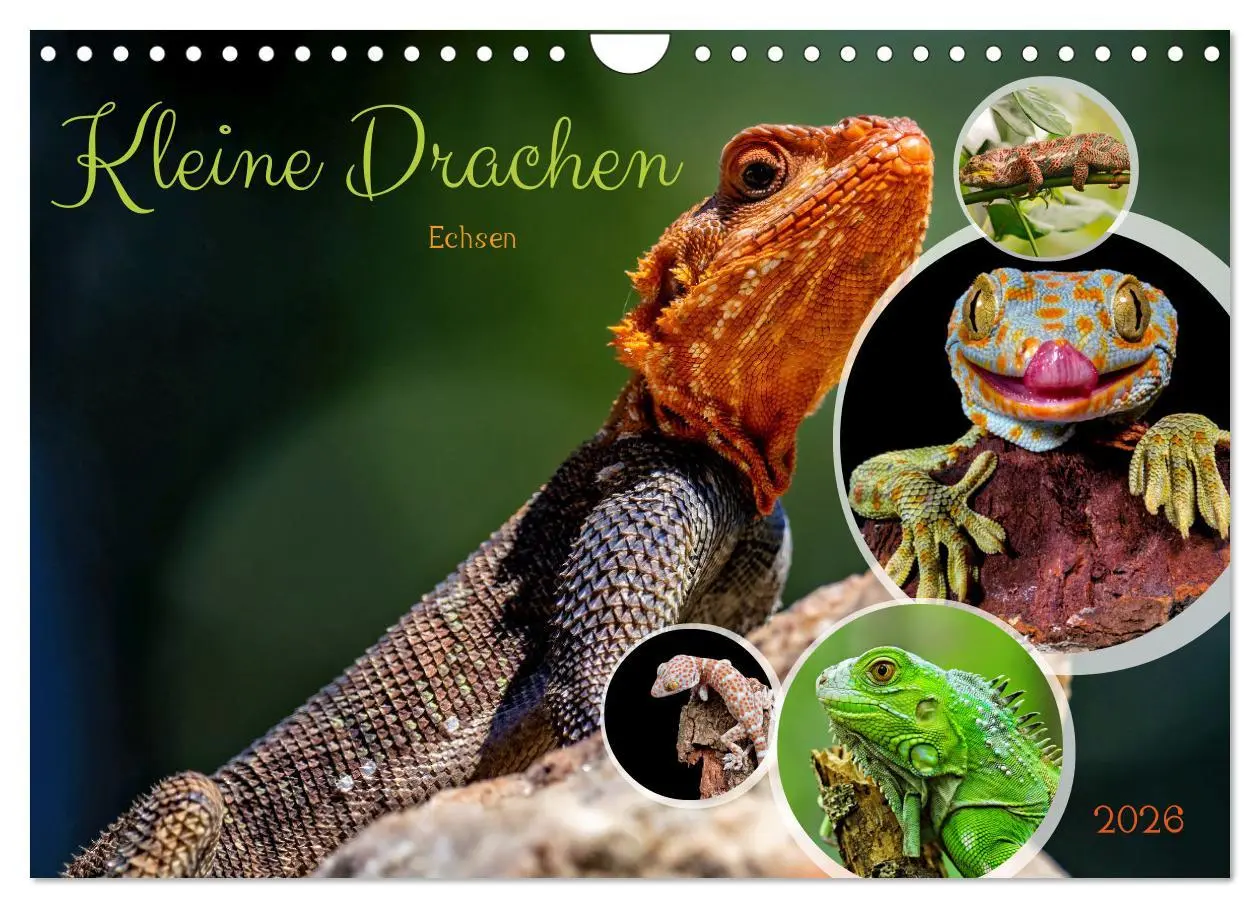 Cover: 9783457368329 | Kleine Drachen - Echsen (Wandkalender 2026 DIN A4 quer), CALVENDO...
