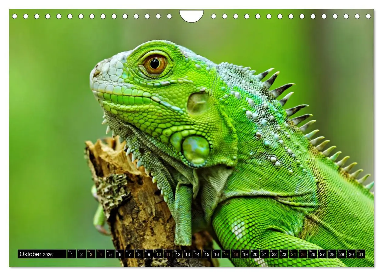 Bild: 9783457368329 | Kleine Drachen - Echsen (Wandkalender 2026 DIN A4 quer), CALVENDO...