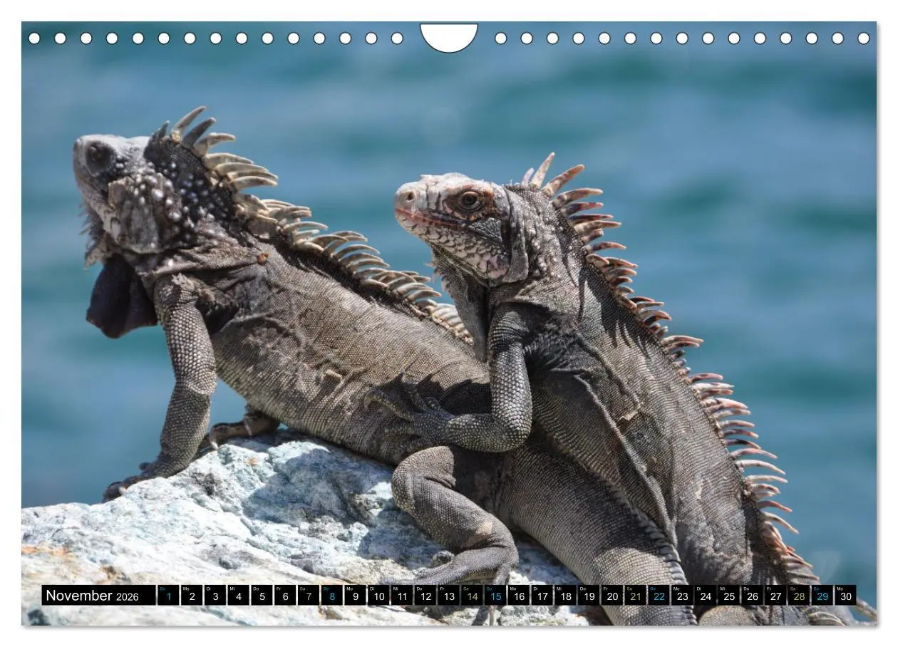 Bild: 9783457368329 | Kleine Drachen - Echsen (Wandkalender 2026 DIN A4 quer), CALVENDO...