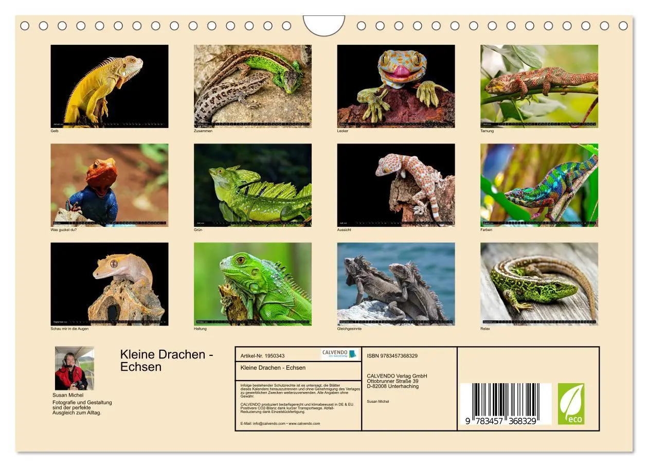 Bild: 9783457368329 | Kleine Drachen - Echsen (Wandkalender 2026 DIN A4 quer), CALVENDO...