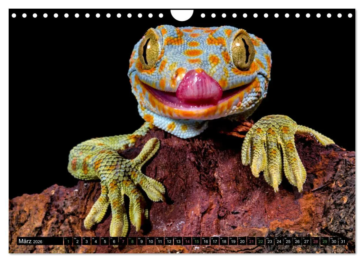 Bild: 9783457368329 | Kleine Drachen - Echsen (Wandkalender 2026 DIN A4 quer), CALVENDO...