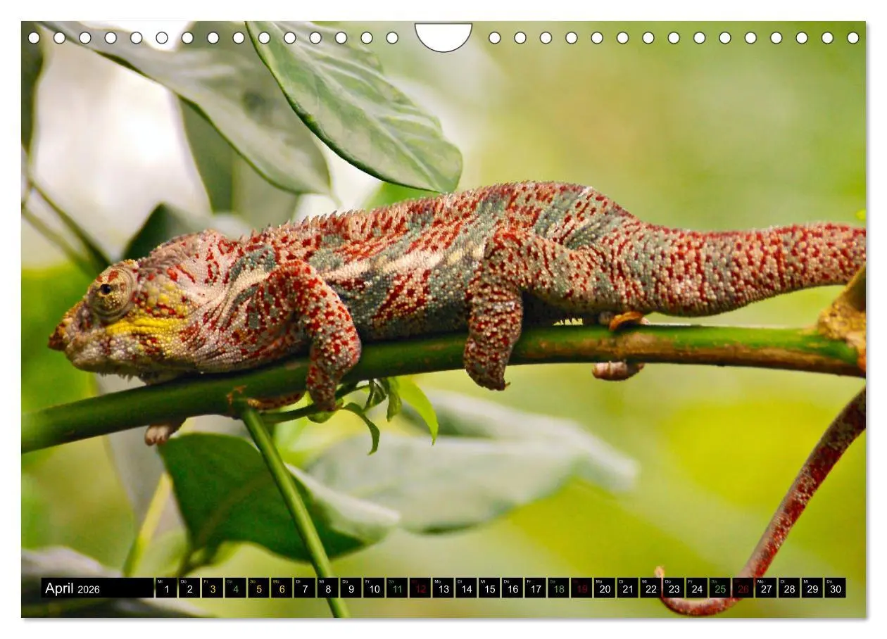 Bild: 9783457368329 | Kleine Drachen - Echsen (Wandkalender 2026 DIN A4 quer), CALVENDO...