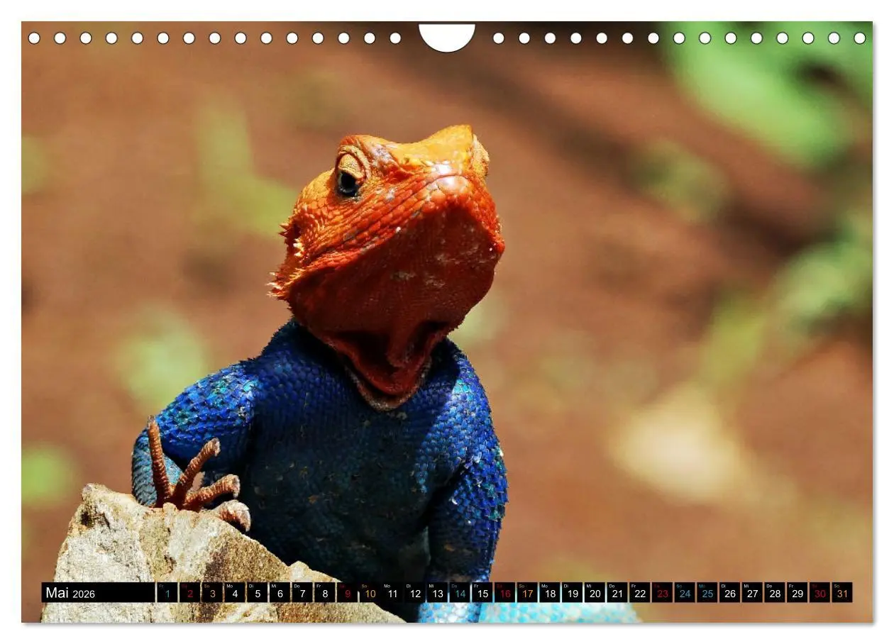 Bild: 9783457368329 | Kleine Drachen - Echsen (Wandkalender 2026 DIN A4 quer), CALVENDO...