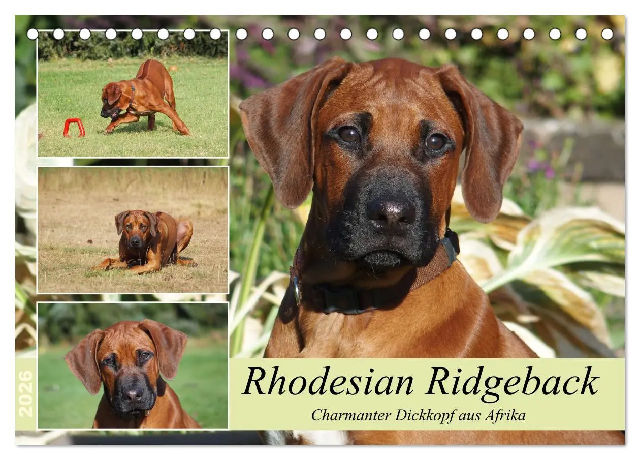 Cover: 9783457438329 | Rhodesian Ridgeback - Charmanter Dickkopf aus Afrika (Tischkalender...