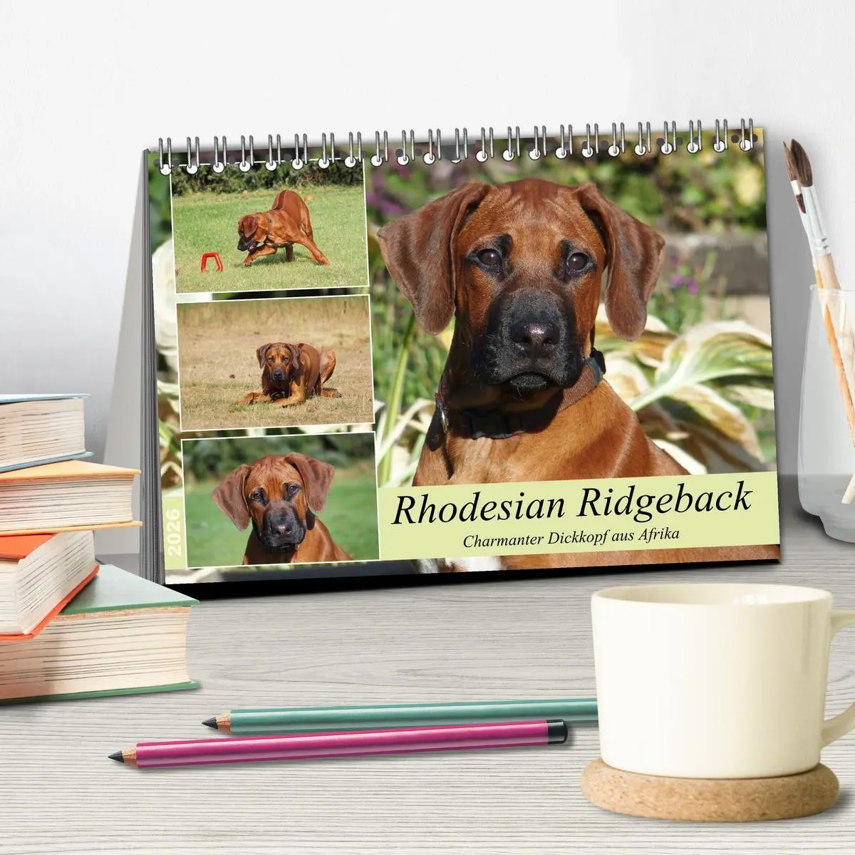 Bild: 9783457438329 | Rhodesian Ridgeback - Charmanter Dickkopf aus Afrika (Tischkalender...