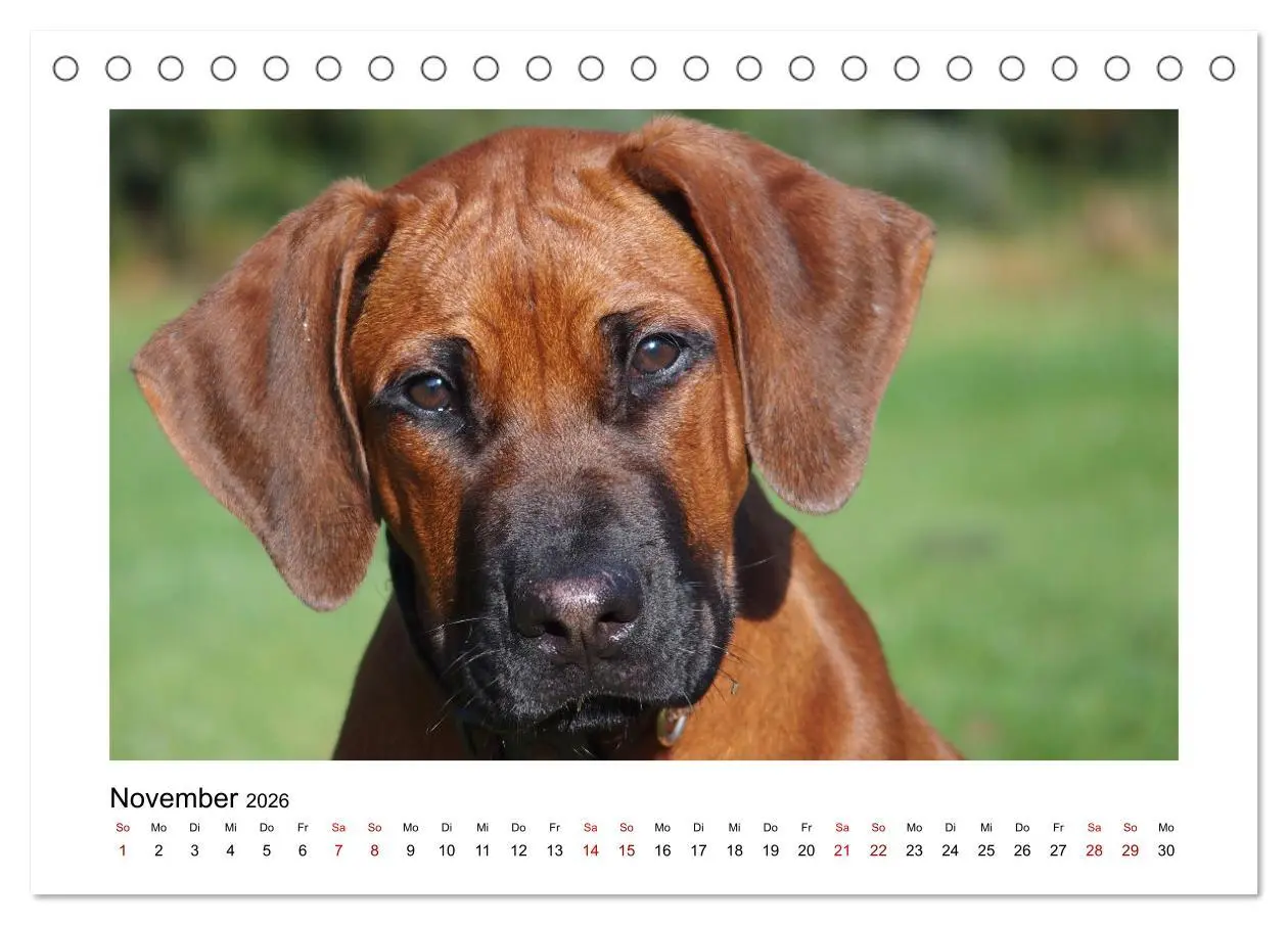 Bild: 9783457438329 | Rhodesian Ridgeback - Charmanter Dickkopf aus Afrika (Tischkalender...