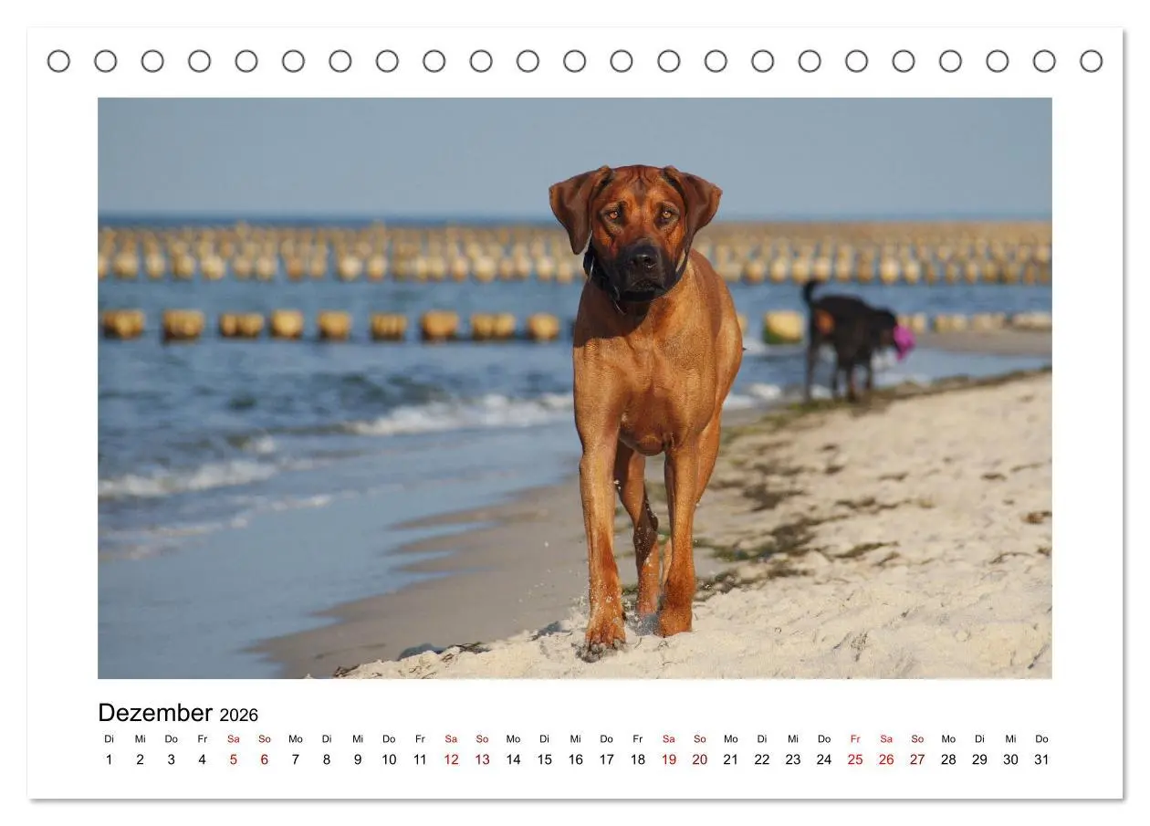 Bild: 9783457438329 | Rhodesian Ridgeback - Charmanter Dickkopf aus Afrika (Tischkalender...