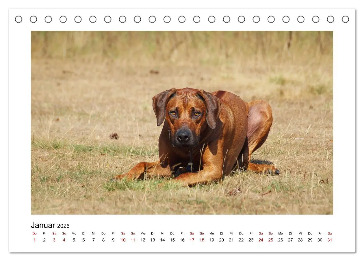 Bild: 9783457438329 | Rhodesian Ridgeback - Charmanter Dickkopf aus Afrika (Tischkalender...