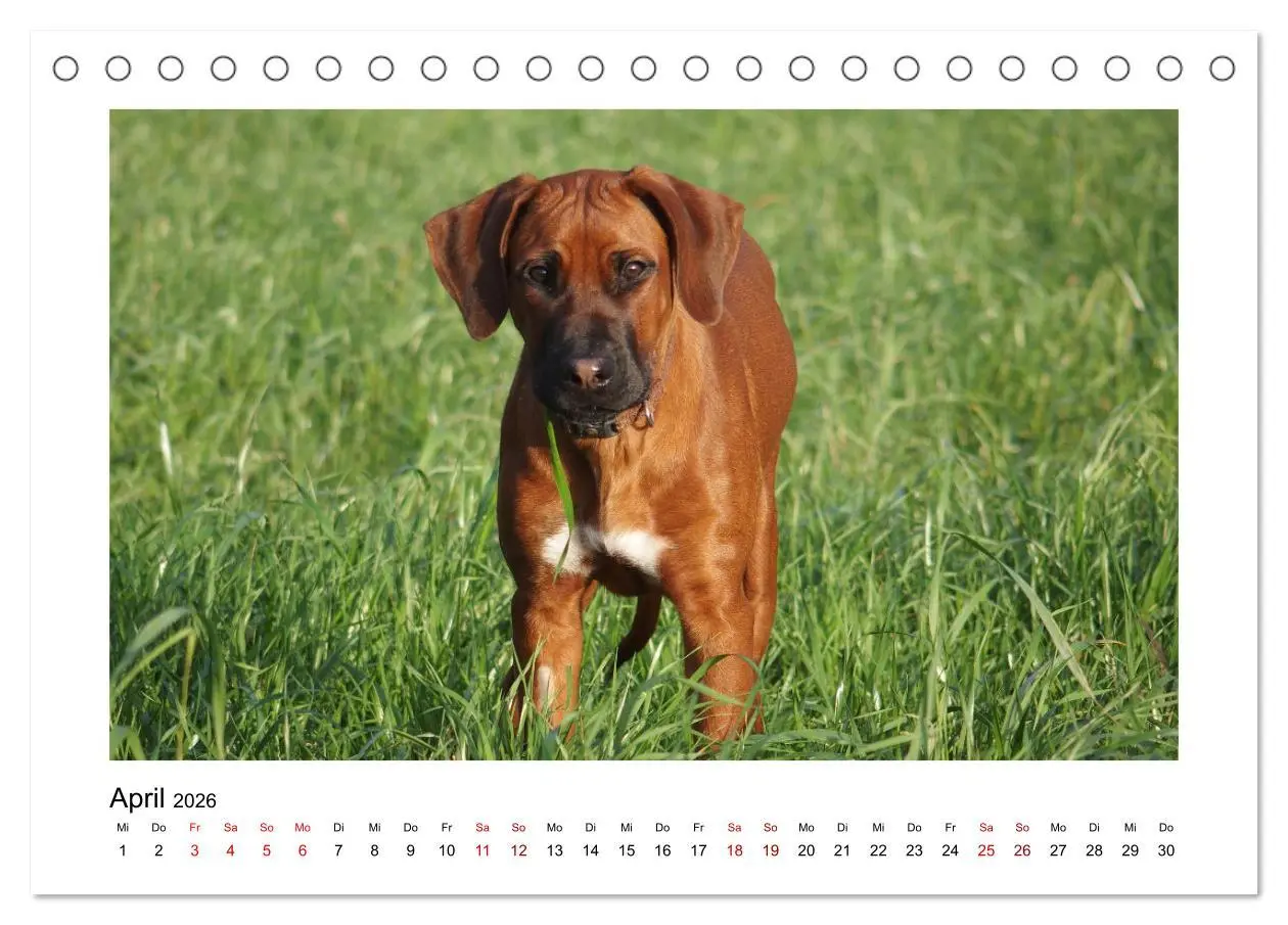 Bild: 9783457438329 | Rhodesian Ridgeback - Charmanter Dickkopf aus Afrika (Tischkalender...