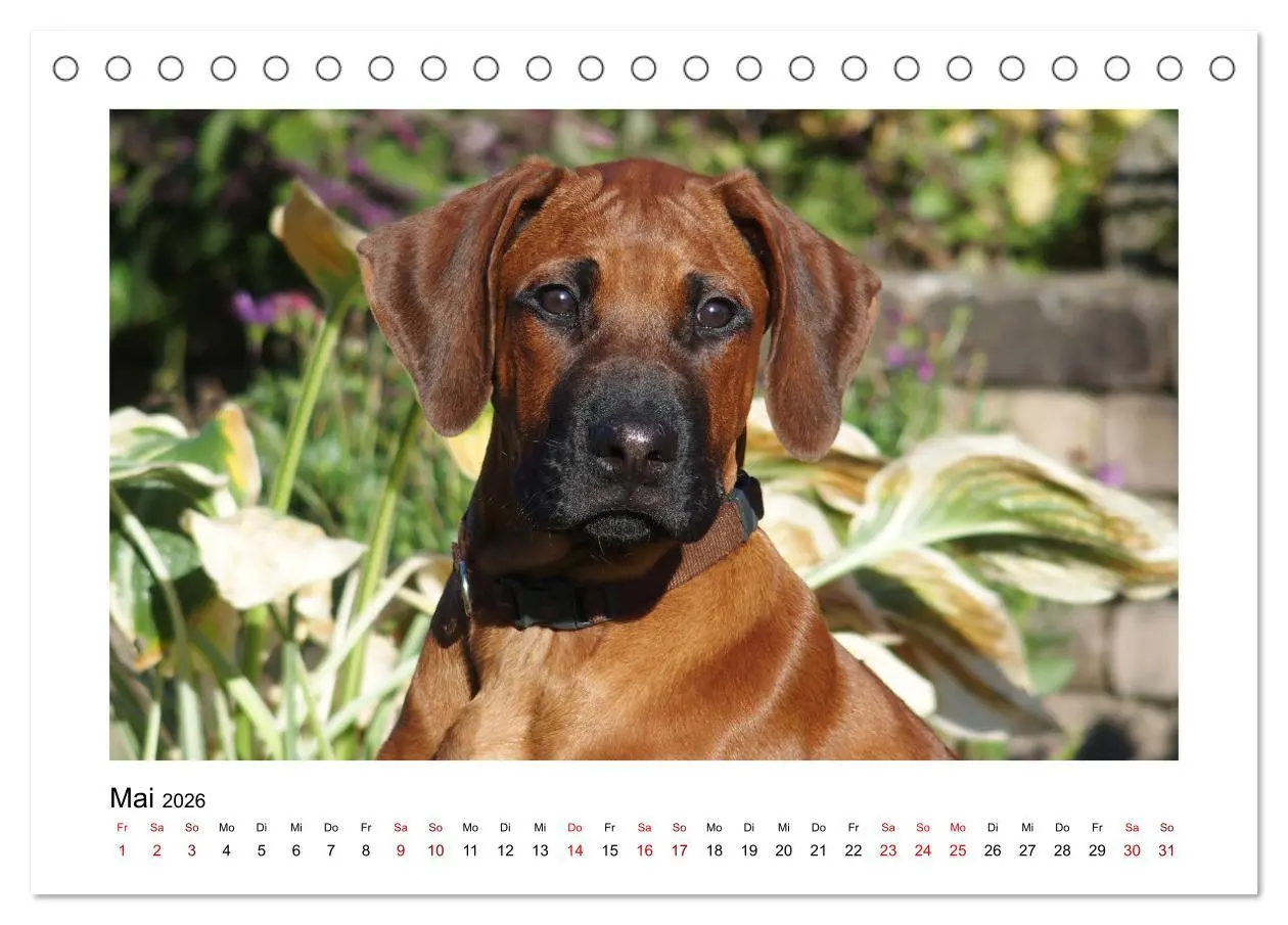 Bild: 9783457438329 | Rhodesian Ridgeback - Charmanter Dickkopf aus Afrika (Tischkalender...
