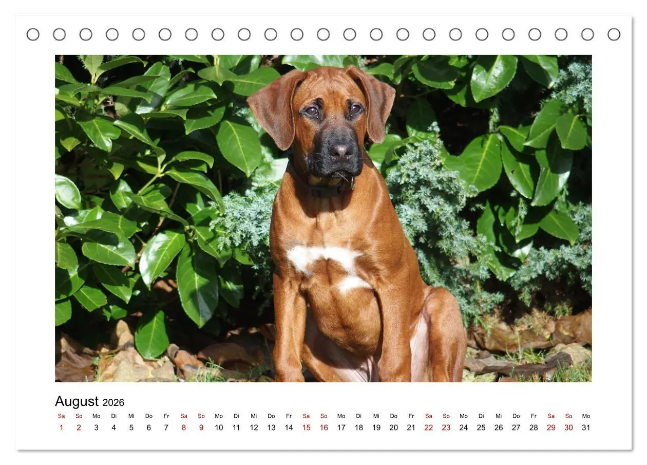 Bild: 9783457438329 | Rhodesian Ridgeback - Charmanter Dickkopf aus Afrika (Tischkalender...