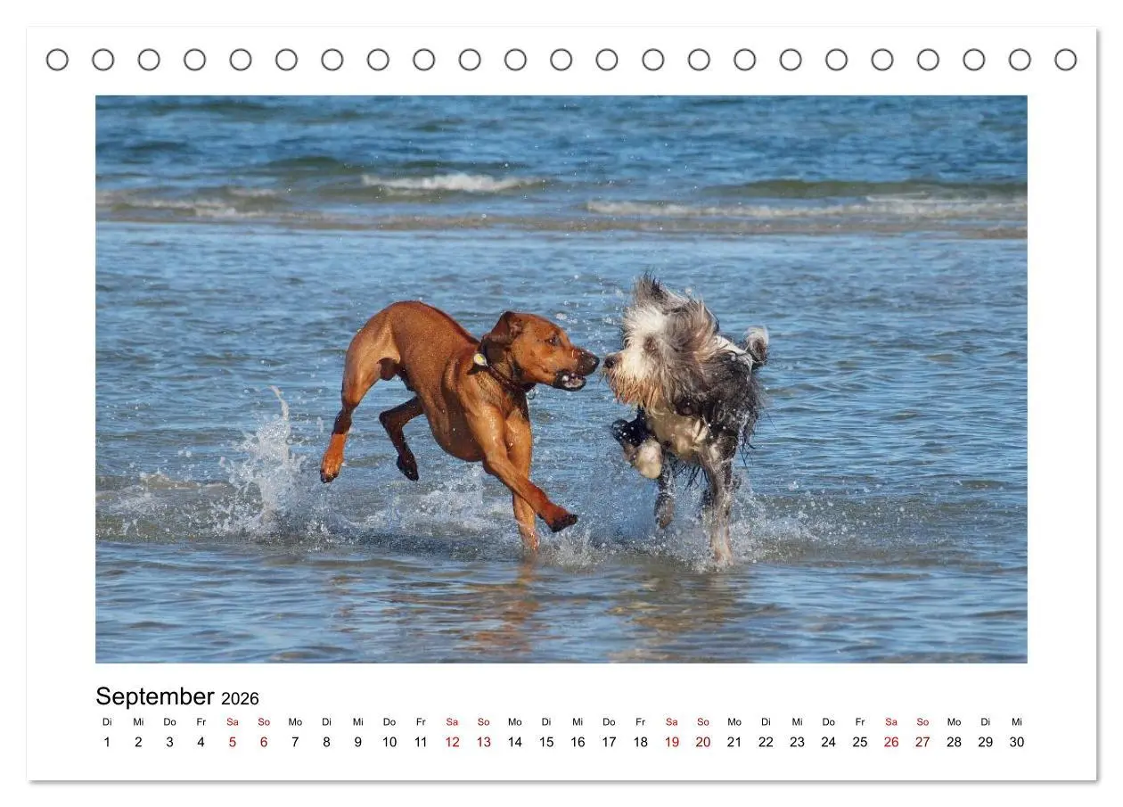 Bild: 9783457438329 | Rhodesian Ridgeback - Charmanter Dickkopf aus Afrika (Tischkalender...