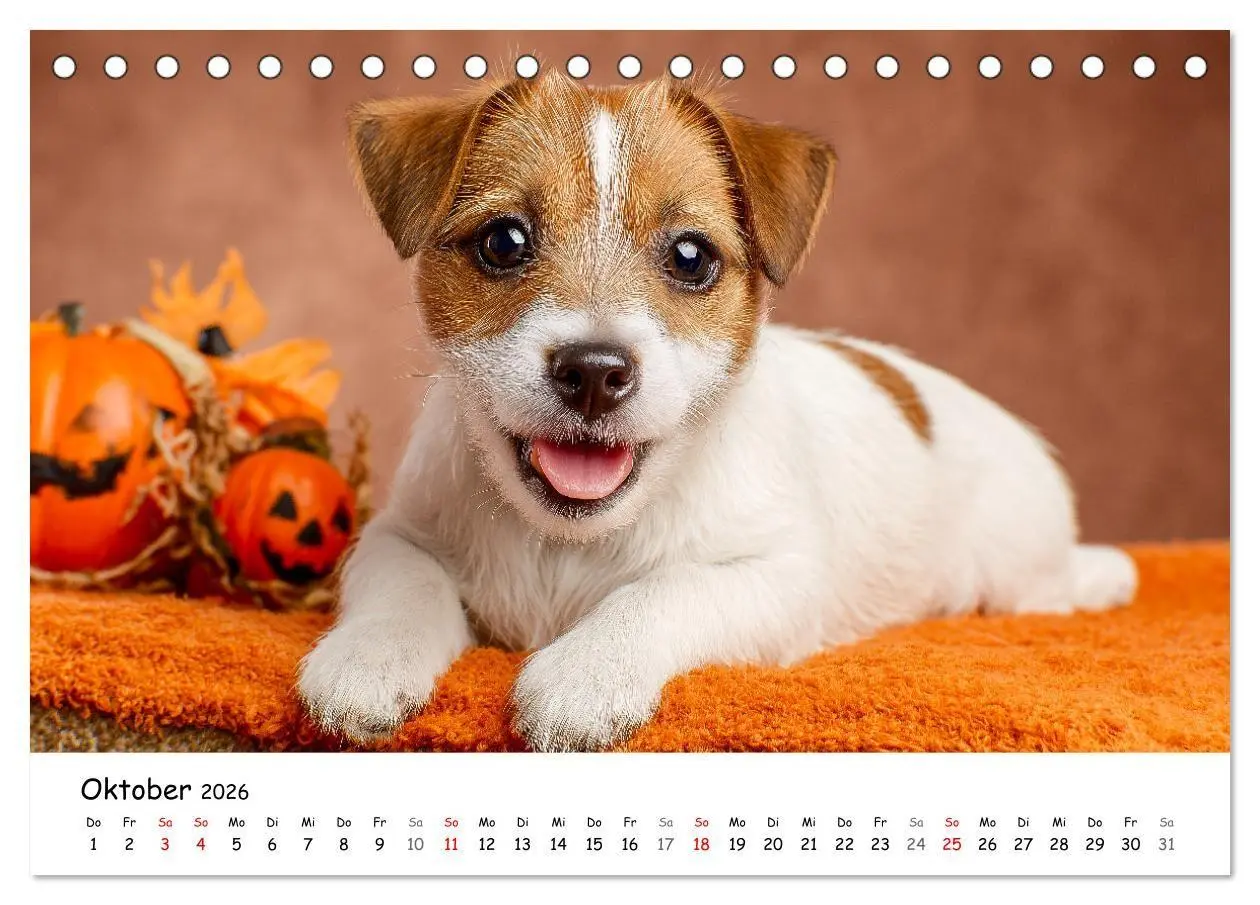 Bild: 9783516698329 | JACK RUSSEL - Kleine Hunde mit großem Charakter (Tischkalender 2026...
