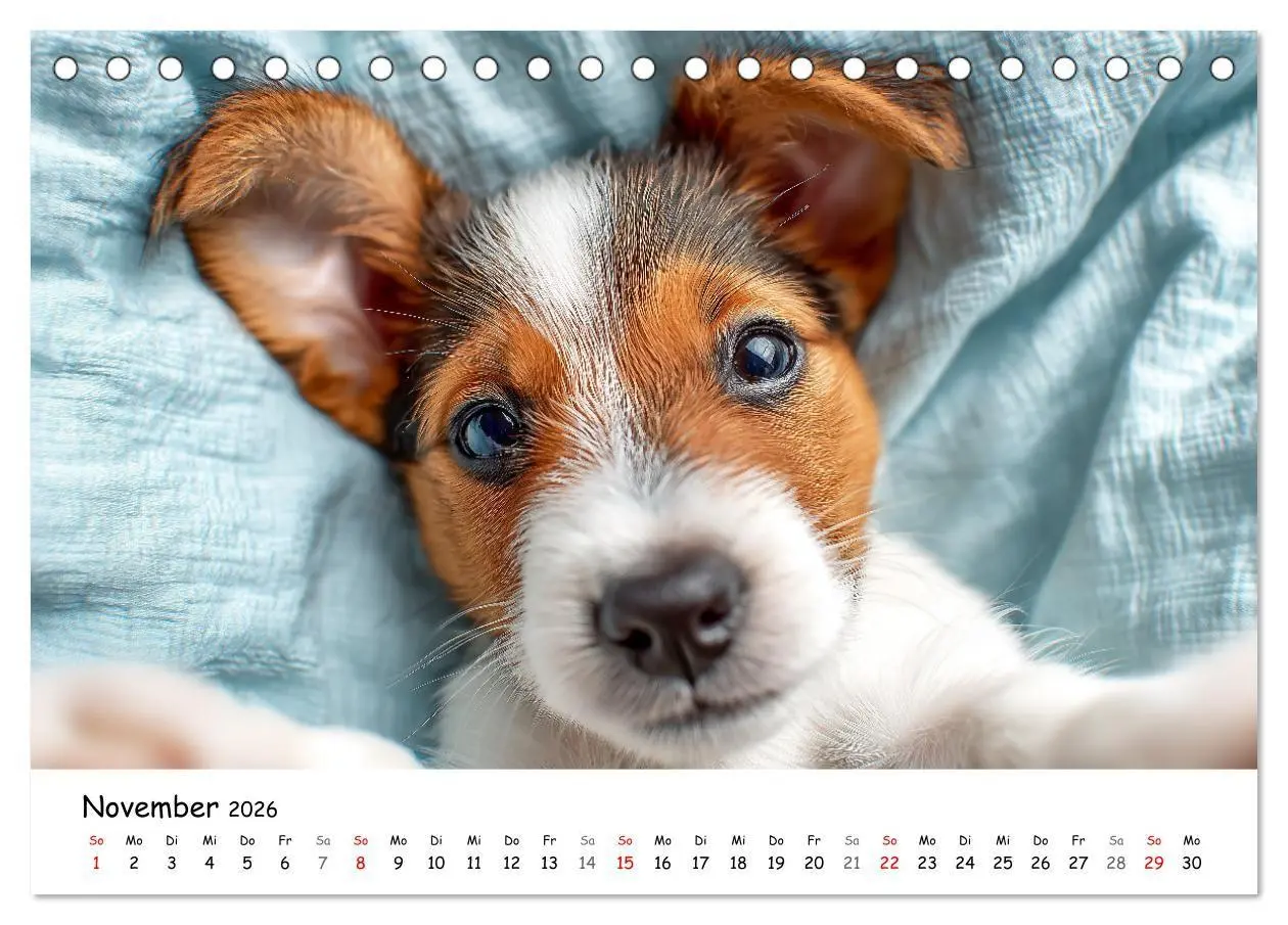 Bild: 9783516698329 | JACK RUSSEL - Kleine Hunde mit großem Charakter (Tischkalender 2026...