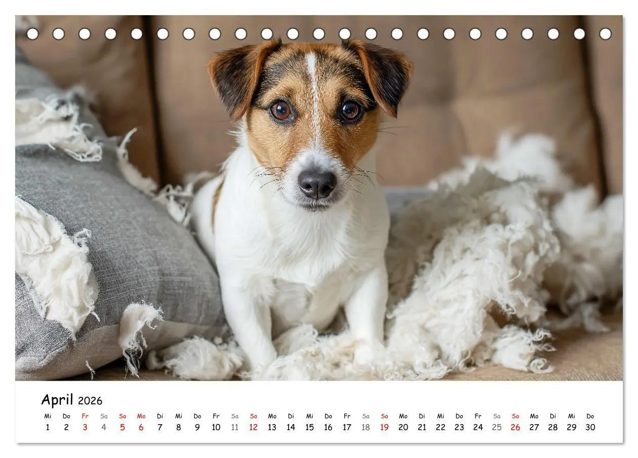 Bild: 9783516698329 | JACK RUSSEL - Kleine Hunde mit großem Charakter (Tischkalender 2026...