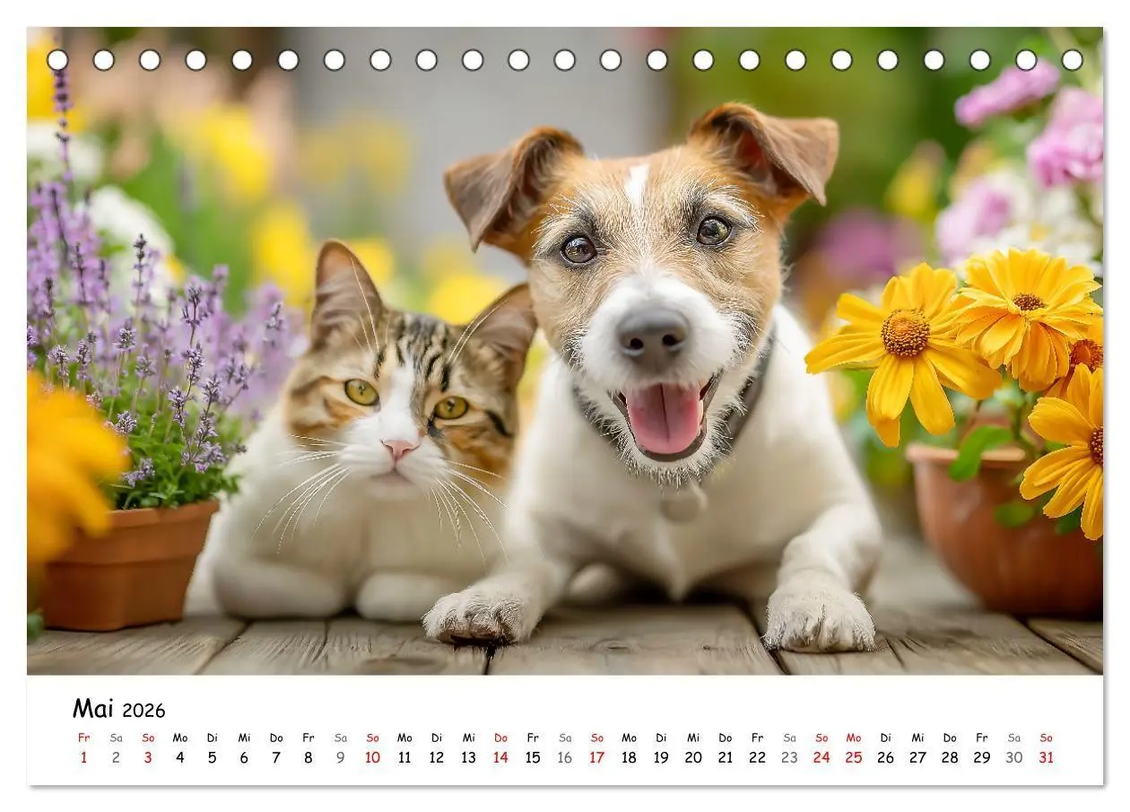 Bild: 9783516698329 | JACK RUSSEL - Kleine Hunde mit großem Charakter (Tischkalender 2026...