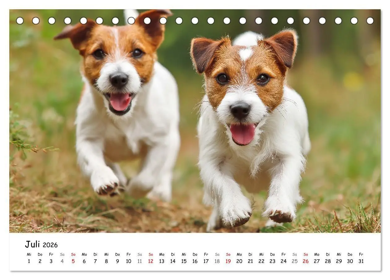 Bild: 9783516698329 | JACK RUSSEL - Kleine Hunde mit großem Charakter (Tischkalender 2026...