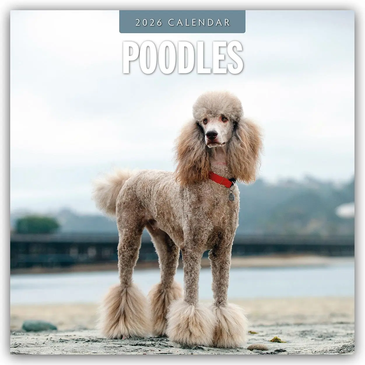 Cover: 9781804428429 | Poodles 2026 Square Wall Calendar | Red Robin | Taschenbuch | 14 S.