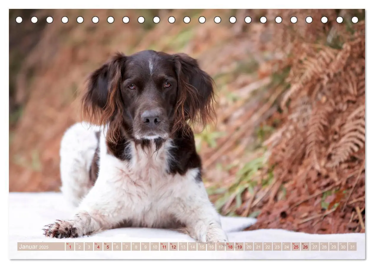 Bild: 9783435268429 | Passion Jagdhund - Kleiner Münsterländer (Tischkalender 2025 DIN A5...