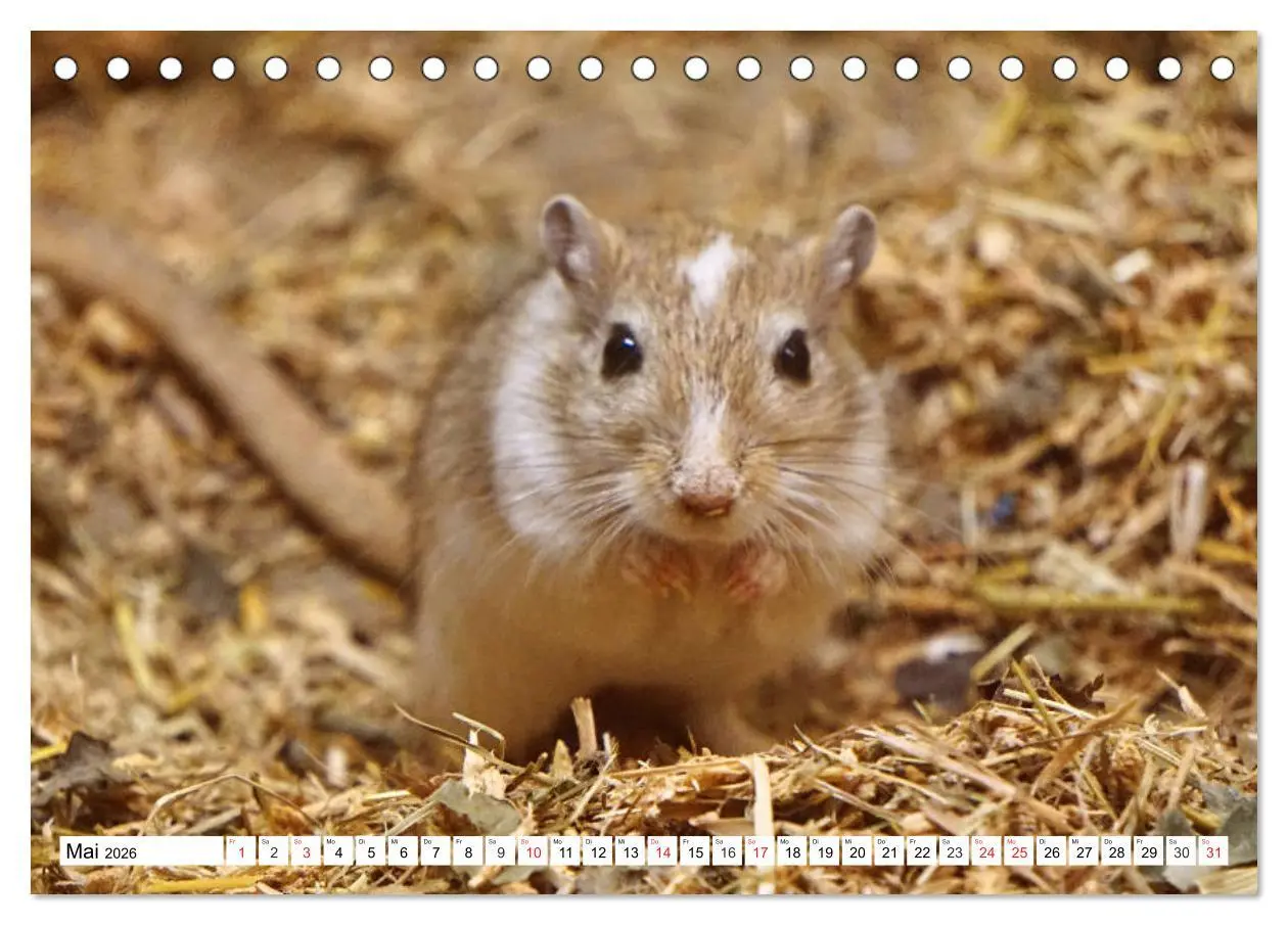 Bild: 9783457738429 | Niedliche Rennmäuse (Tischkalender 2026 DIN A5 quer), CALVENDO...