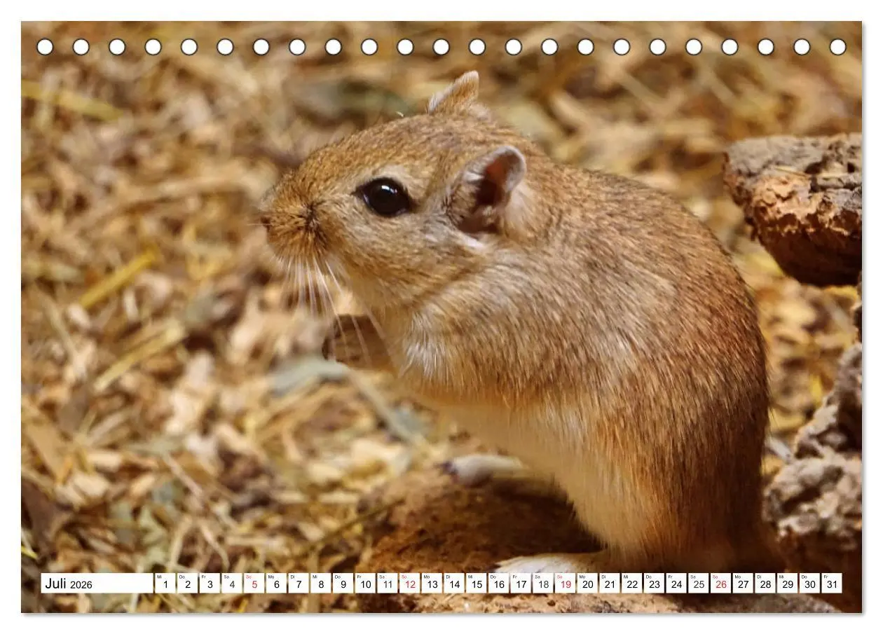 Bild: 9783457738429 | Niedliche Rennmäuse (Tischkalender 2026 DIN A5 quer), CALVENDO...