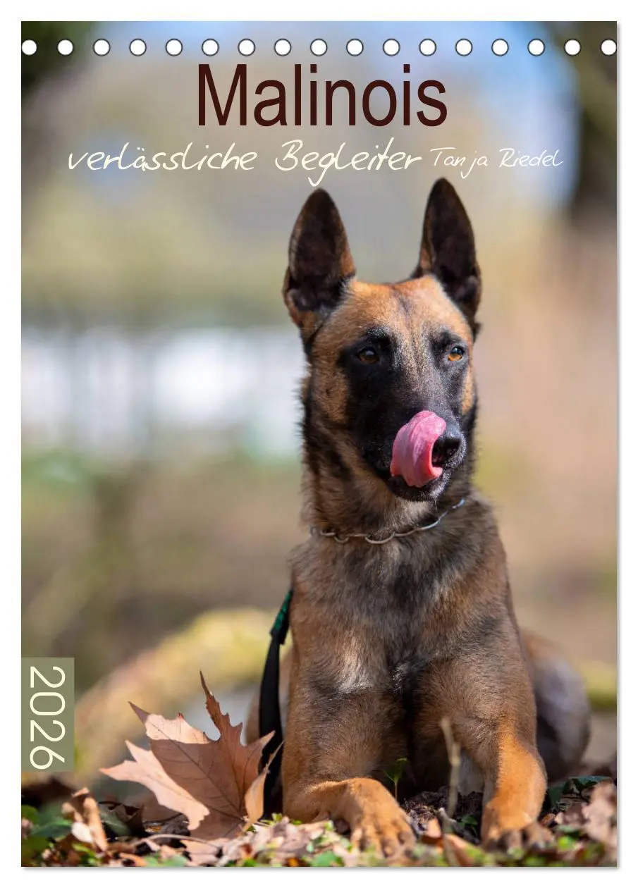Cover: 9783516378429 | Malinois verlässliche Begleiter (Tischkalender 2026 DIN A5 hoch),...