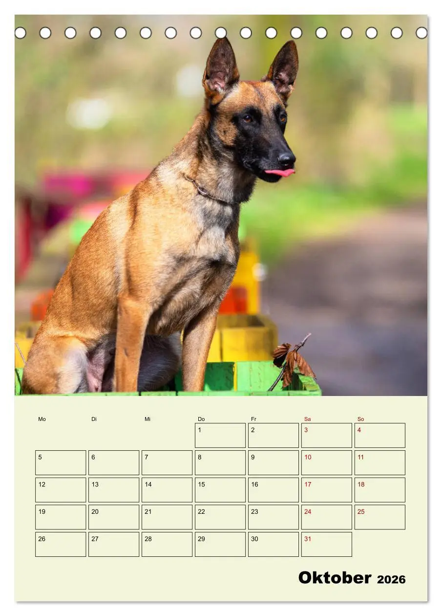 Bild: 9783516378429 | Malinois verlässliche Begleiter (Tischkalender 2026 DIN A5 hoch),...