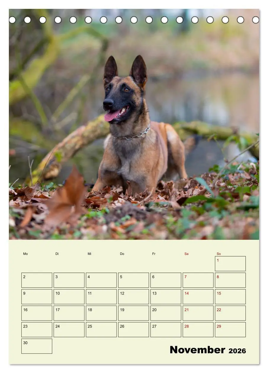 Bild: 9783516378429 | Malinois verlässliche Begleiter (Tischkalender 2026 DIN A5 hoch),...