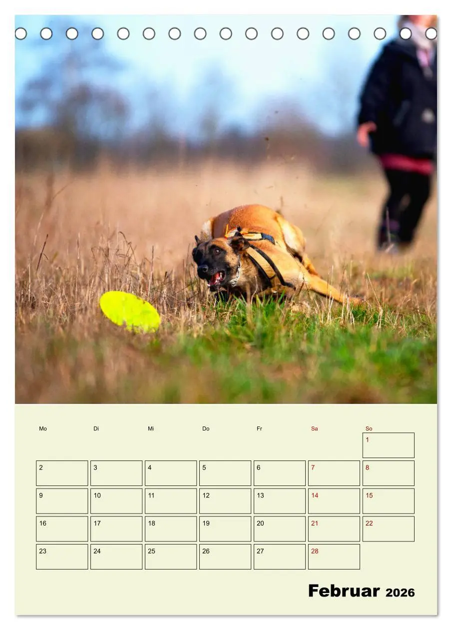 Bild: 9783516378429 | Malinois verlässliche Begleiter (Tischkalender 2026 DIN A5 hoch),...
