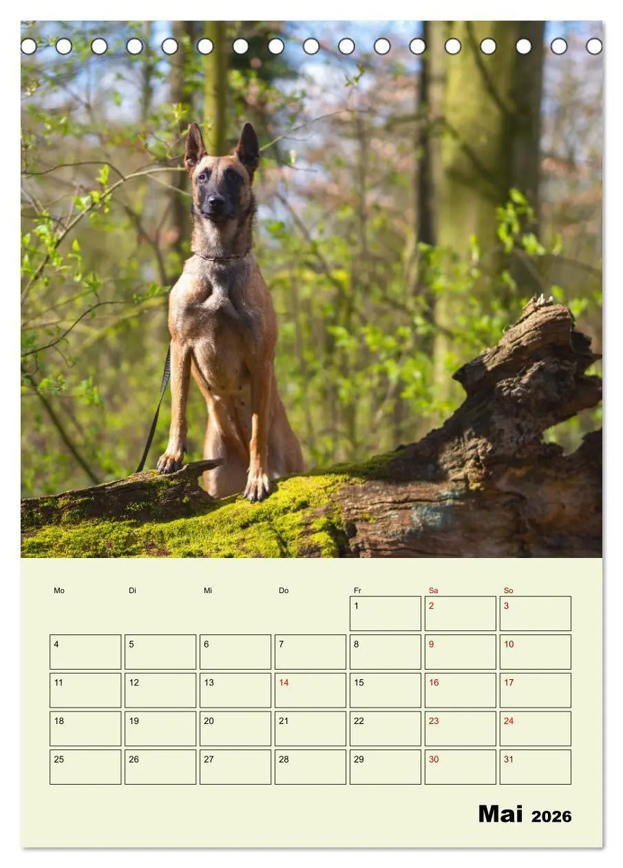 Bild: 9783516378429 | Malinois verlässliche Begleiter (Tischkalender 2026 DIN A5 hoch),...