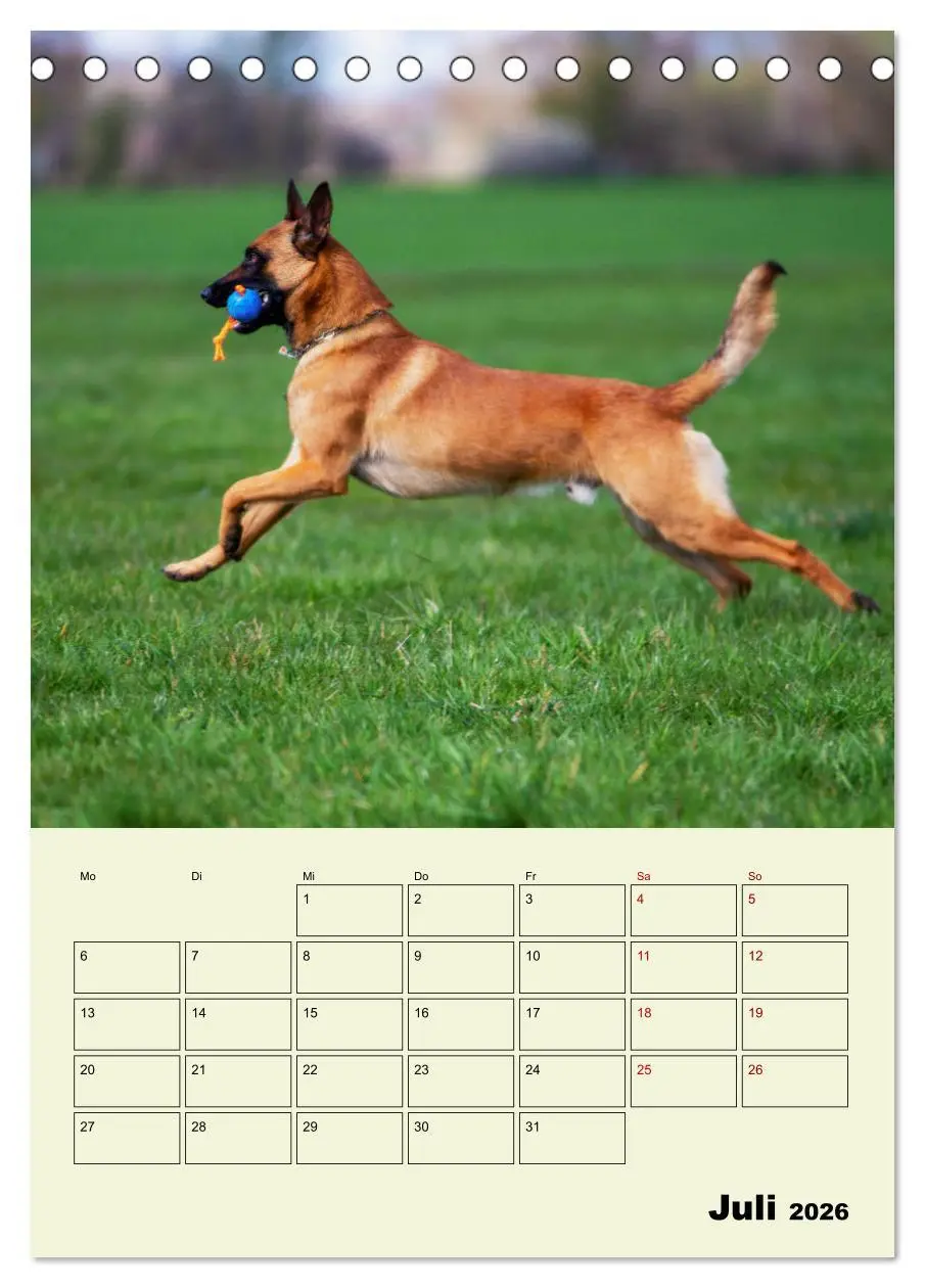 Bild: 9783516378429 | Malinois verlässliche Begleiter (Tischkalender 2026 DIN A5 hoch),...