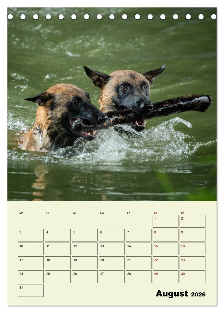 Bild: 9783516378429 | Malinois verlässliche Begleiter (Tischkalender 2026 DIN A5 hoch),...
